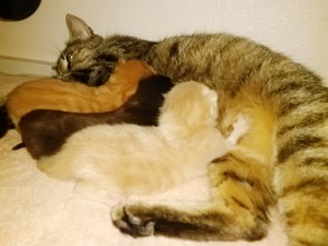 IMG_20130606_202849