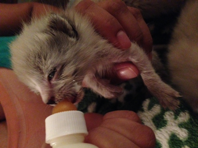 infants1